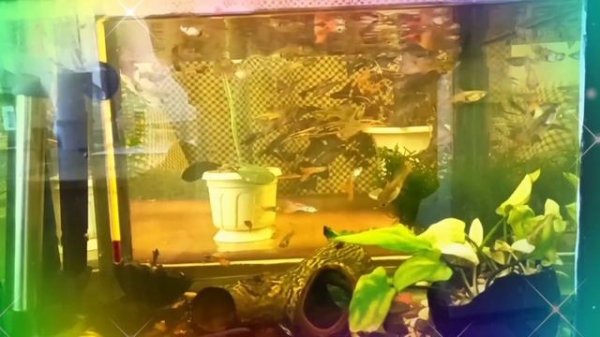 Диана устала от зрителей. Мурляндский обзор "miss vong"