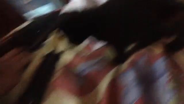 Кошка смотреть онлайн