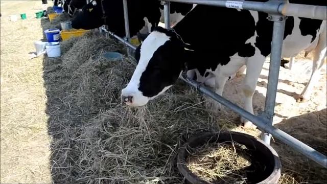 БЕЛАГРО-2016 смотреть онлайн