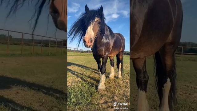 Tik Tok//Лошади♥️//Эдиты✨