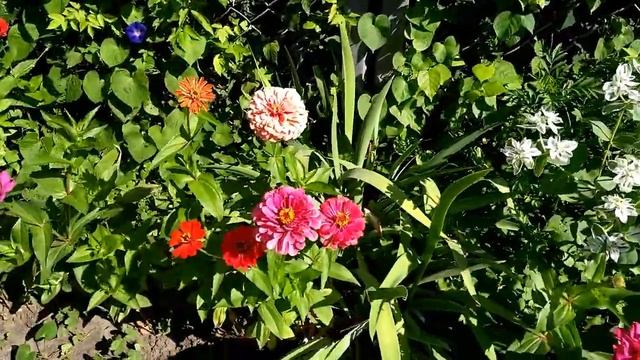 Красивые цветы в августе. Beautiful flowers in August. смотреть онлайн