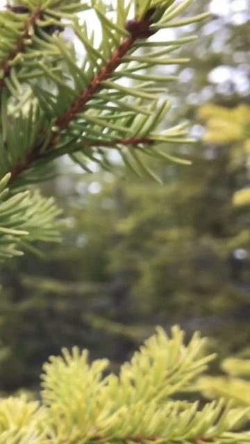 Pine #pine #cone #wood #evergreen #tree #nature #naturelovers #relaxing #naturebeauty #sweden смотреть онлайн