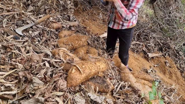 Harvest wild tubers and bring them to the market to sell l Lý Thị Sai смотреть онлайн