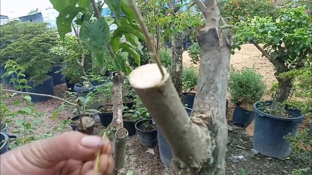 Paano mag-graft ng bougainvillea sa gitna ng initan lalo na ngayong tag-ulan смотреть онлайн