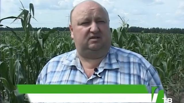 2017 08 09 Заготовка кормов в ОАО Нива смотреть онлайн