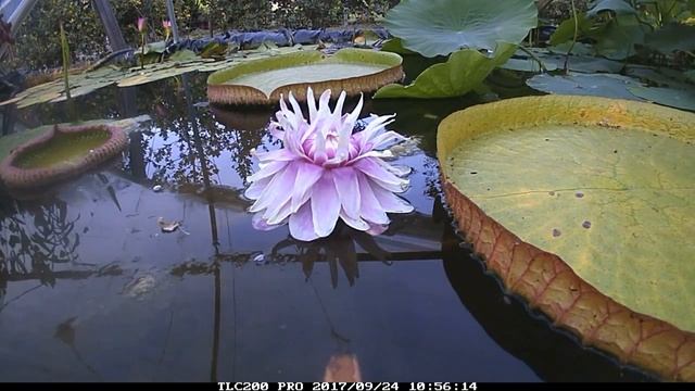Time Lapse Victoria Cruziana Bloem In Scheemda