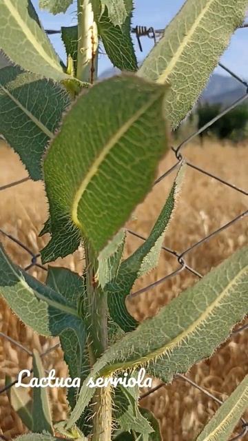 Funny lactuca serriola #shorts смотреть онлайн