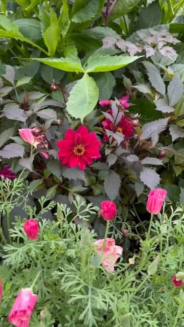 What’s growing in our raised flower beds #dahlias #poppies #gardeninspiration #raisedbedgarden смотреть онлайн