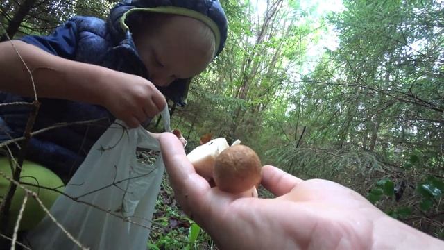 лес свежий воздух грибы смотреть онлайн