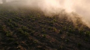 Спасаю свою картошку от заморозков .