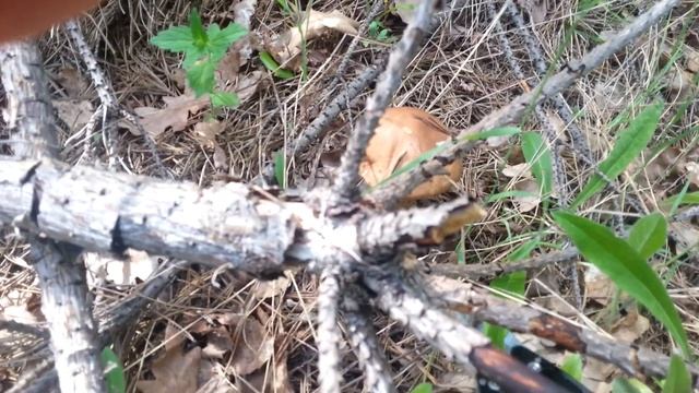 Неожиданная находка в лесу 1 июня. На улице +30°С. Не ожидал такого. Дикие комары. смотреть онлайн