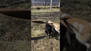 Коротколапка Глаша ищет семью❤️ 1,5года, 12кг, 32см в холке!