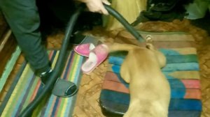 Наши питомцы. Щеночки )