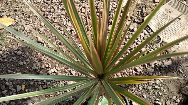 Tanaman Hias Dracaena Marginata Tree Color @ChanLieHaay смотреть онлайн