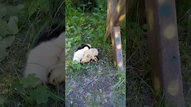 Лебеденок Мартин и команда смотреть онлайн