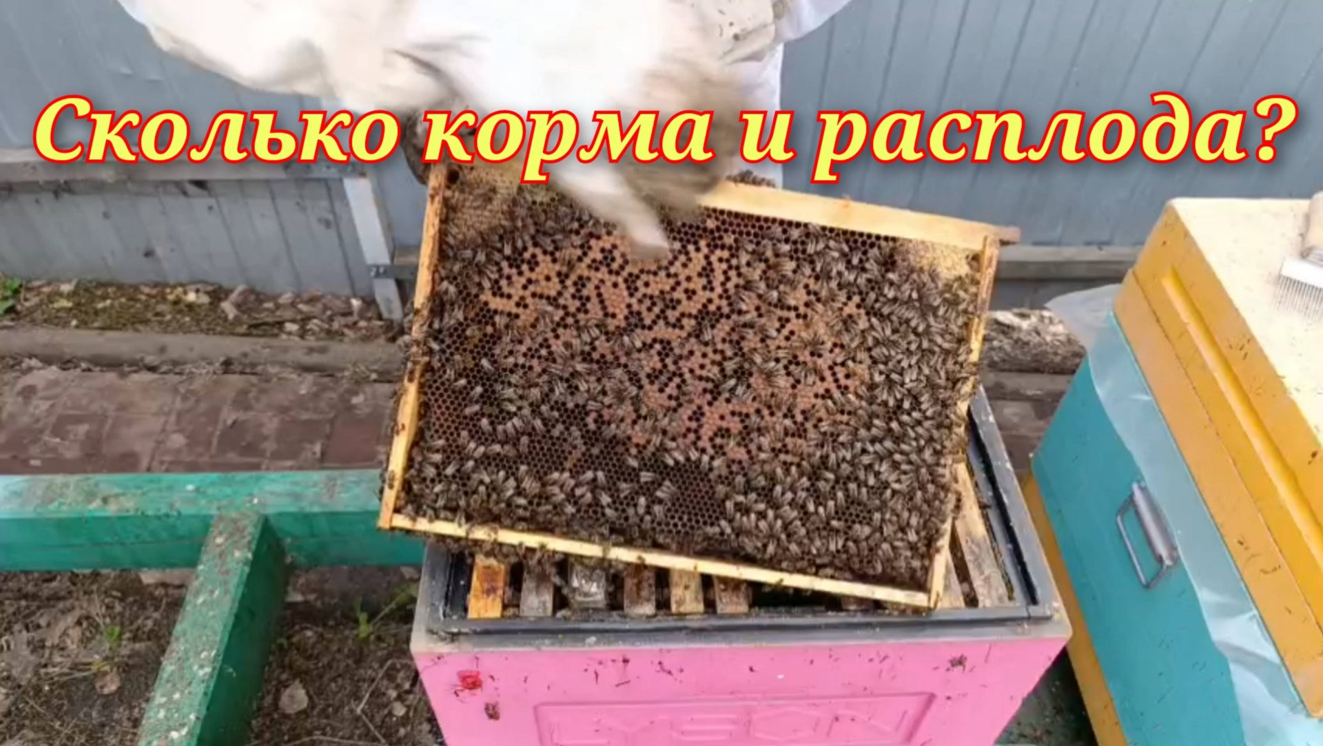 Весеннее развитие пчёл.Сколько расплода и кормов в семьях? смотреть онлайн