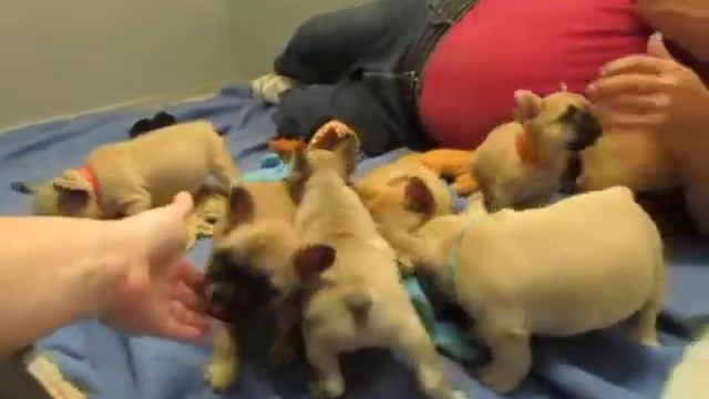 Vivian Puppies 7 Week - French Bulldog Puppies ~ Oregon French Bulldog Breeders смотреть онлайн