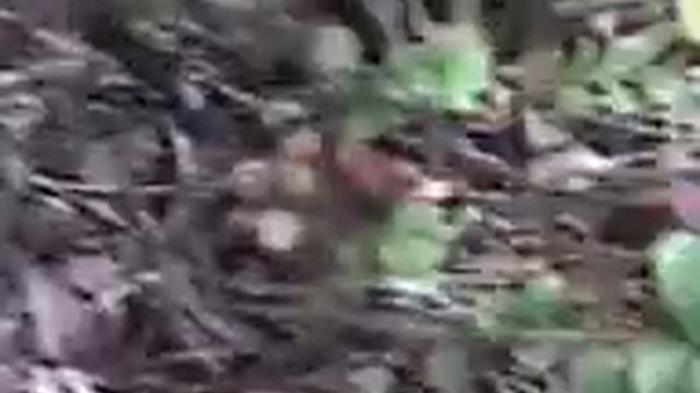 Брусника смотреть онлайн