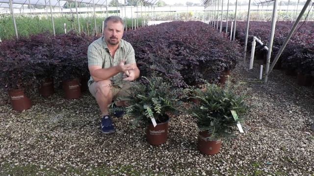Jewel Box™ Distylium - New Release - Southern Living Plant Collection & Sunset Plant Collection смотреть онлайн