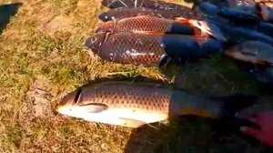 ЭТО ПРОСТО МОНСТРЫ КАКИЕ ТО!!! Рыбалка на паук! САЗАН.