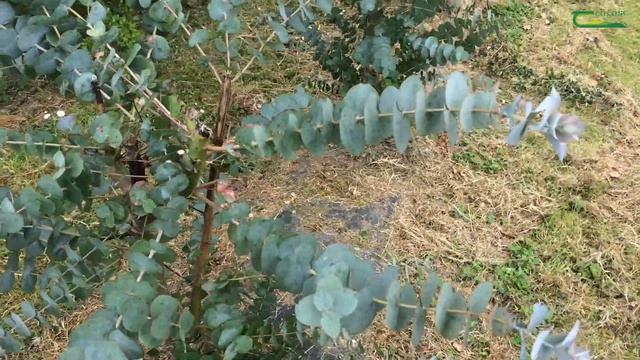 Eucalyptus pruning and harvesting смотреть онлайн