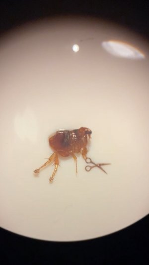 Подковать блоху реально.  Миниатюры под микроскопом Сибирский левша Петропавловская крепость Пите