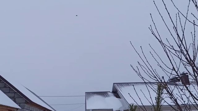 Ястреб забрал голубя смотреть онлайн