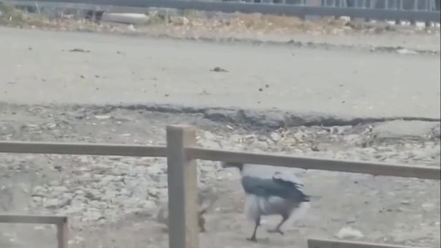 прогулка с питомцем смотреть онлайн