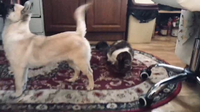 Я стану на задние лапки 😻только дай покушать 🤤😍 смотреть онлайн