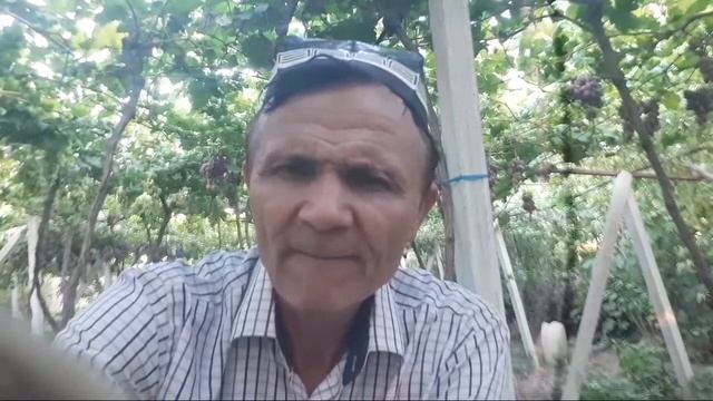 УЗИМЗОРДАН САЛОМЛАР.ВИНОГРАДНИКИ смотреть онлайн