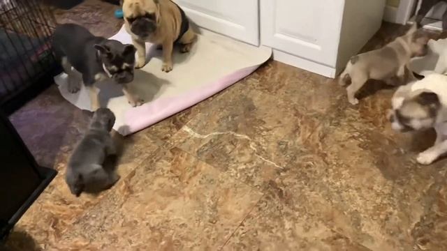 Elsa and Jasmine 6-10-19 смотреть онлайн