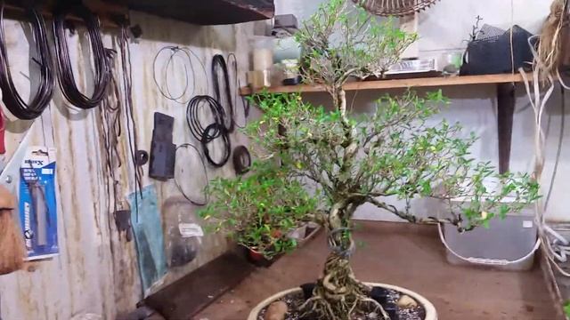 My new year tips and tricks on growing Serissa successfully смотреть онлайн