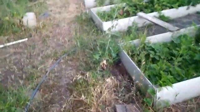 ВЛОГ: Сюрприз от мужа/ Собрала малину/ маринованные огурцы смотреть онлайн