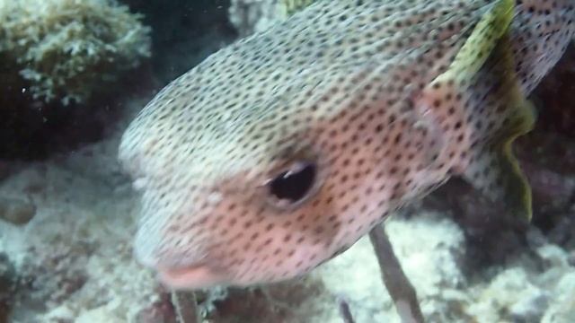 Pufferfish