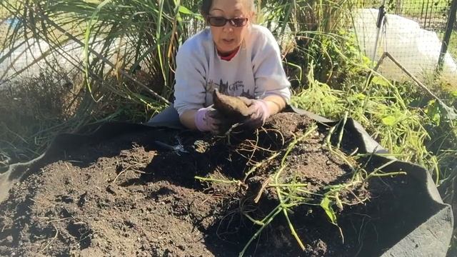 Okinawan sweet potato harvest! Here it is, our most anticipated harvest. смотреть онлайн
