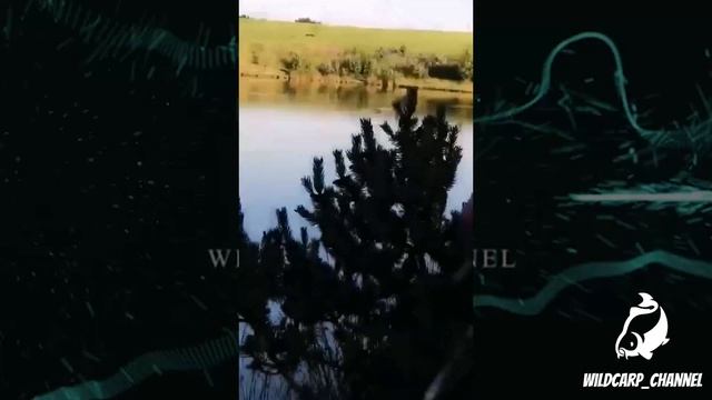 CARP RUN COMPILATION 2021! PART 22! (10 Min Carp Run's) смотреть онлайн