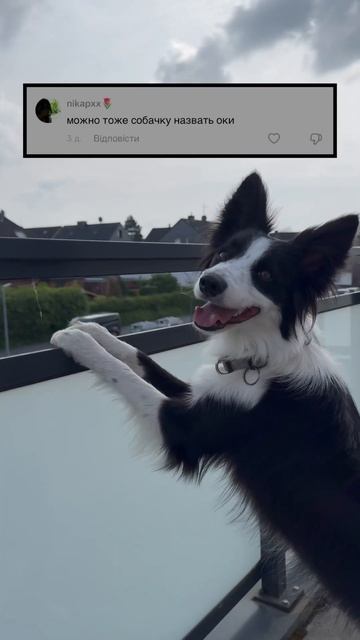 Ответы на комментарии , а вам нравится такая рубрика? #bordercollie #собаки #животные #топ #okki смотреть онлайн