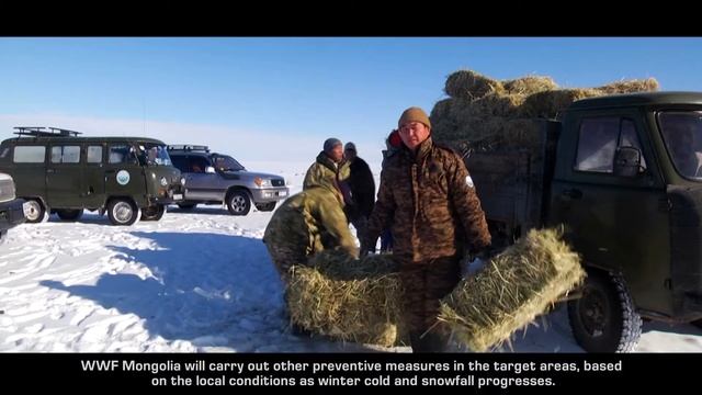 May Mongolian saiga survive in their homeland! смотреть онлайн