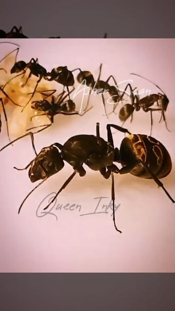 Dancing Queen Ant \(๑╹◡╹๑)ﾉ♬ смотреть онлайн