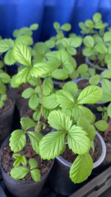 Земляника из семян 🍓 смотреть онлайн