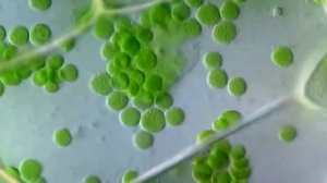 Кошачий коготь. противогрибковое эффективное средство растительного происхождения