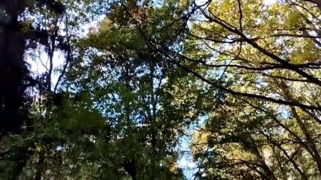 Деревенский дневник Лели Быковой. Стрим/ обзор. смотреть онлайн
