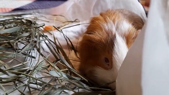 Лев, довольный после еды, завалился на бочок подремать)) смотреть онлайн