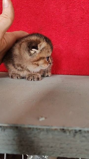 Котята апрель 2025 смотреть онлайн