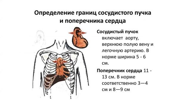 Анатомия сердца часть 2 смотреть онлайн