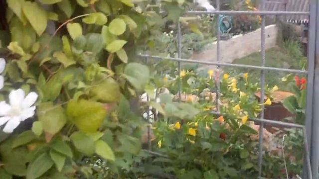 Мой сад и розы. смотреть онлайн