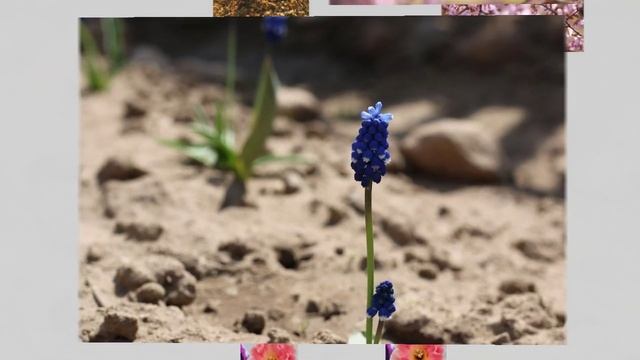 Фотовыстава «У аб’ектыве цэлы сусвет”. «Мая малая Радзіма». смотреть онлайн
