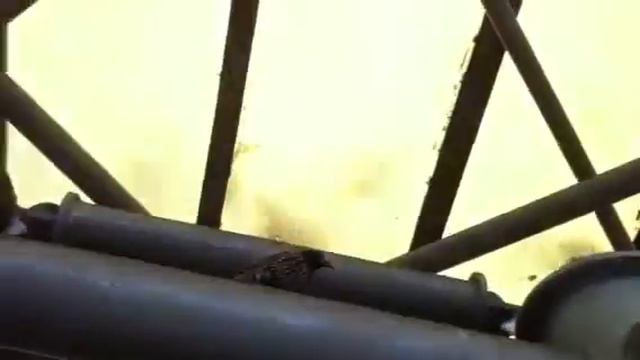 Российский соловей смотреть онлайн