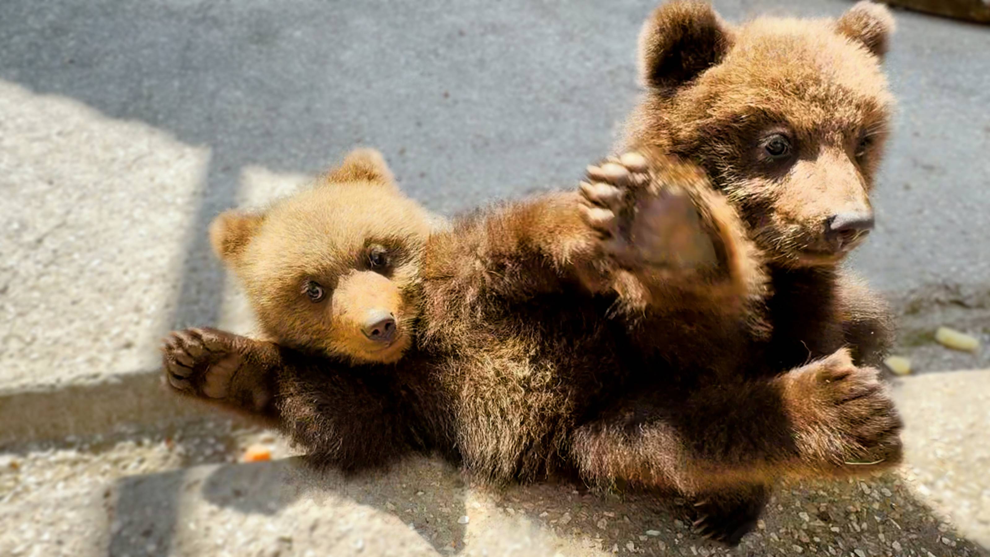 Топа и Кнопа переехали в вольер - мишки повзрослели! Неприятная новость! Что теперь будет с ДЗЕНОМ? смотреть онлайн