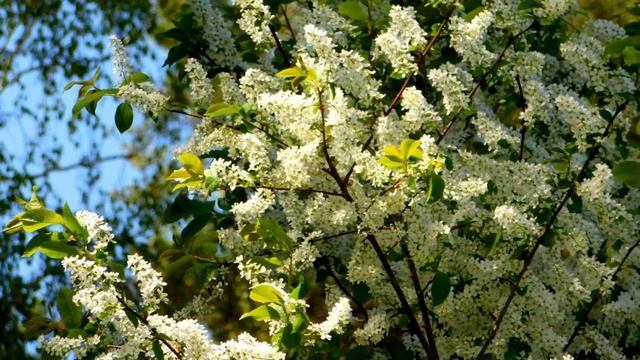 792.♫.Людмила Зыкина - "Раздумье" ,муз.П. Аедони́цкого, стихи И.Шаферана смотреть онлайн